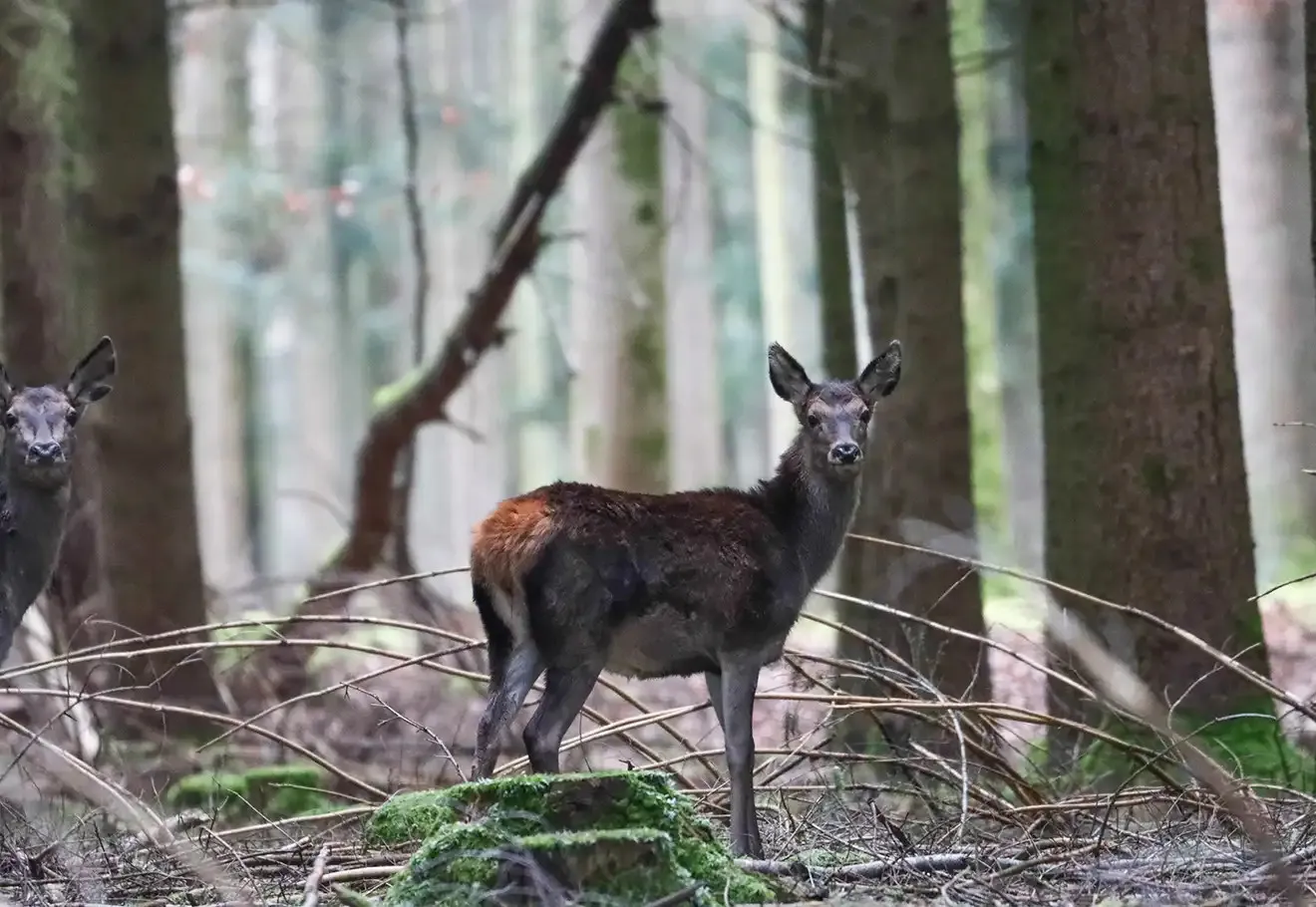 Photographie animalière : quand l’art capture la vie sauvage