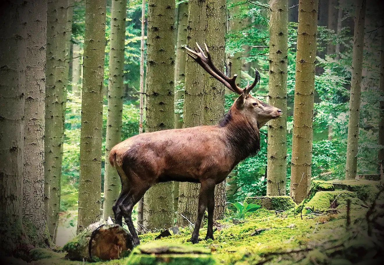 Stage approche des animaux sauvages : vivre une rencontre authentique avec la faune
