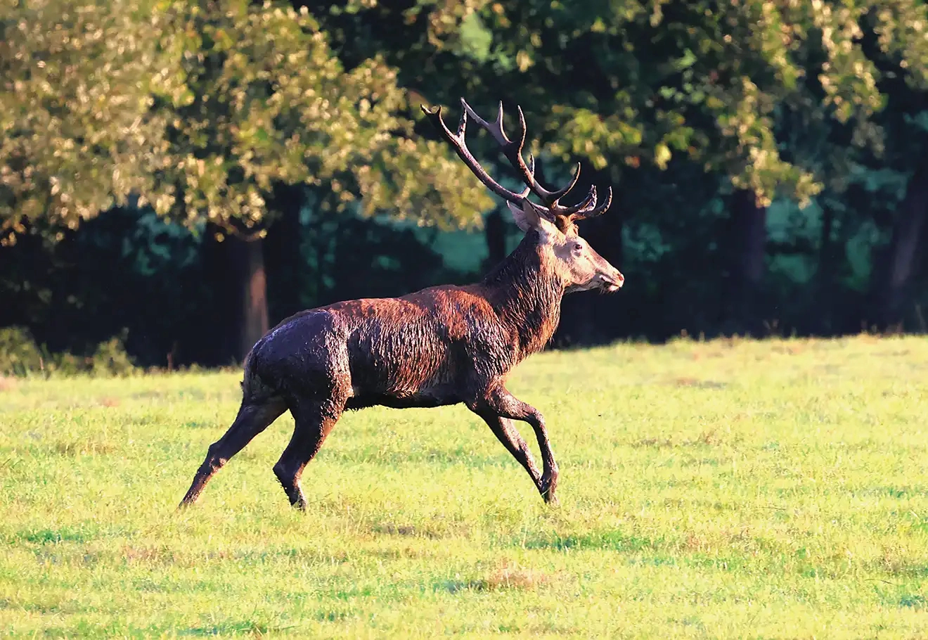 Stage photo animalière dans les Vosges du Nord : vivez une immersion sauvage inoubliable
