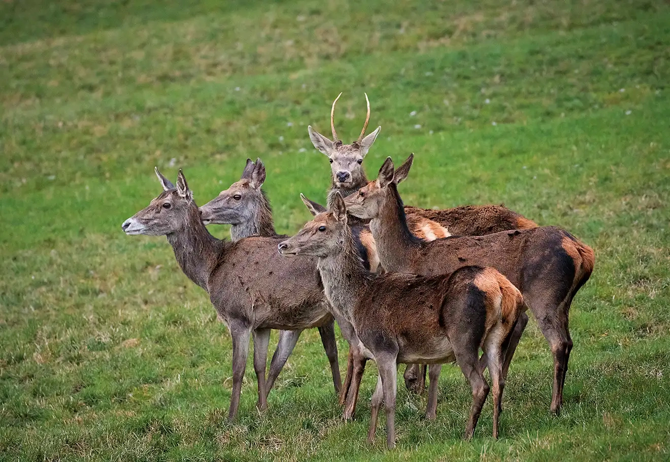 Tierfotografie im Elsass | Natur-Workshop in den Vogesen