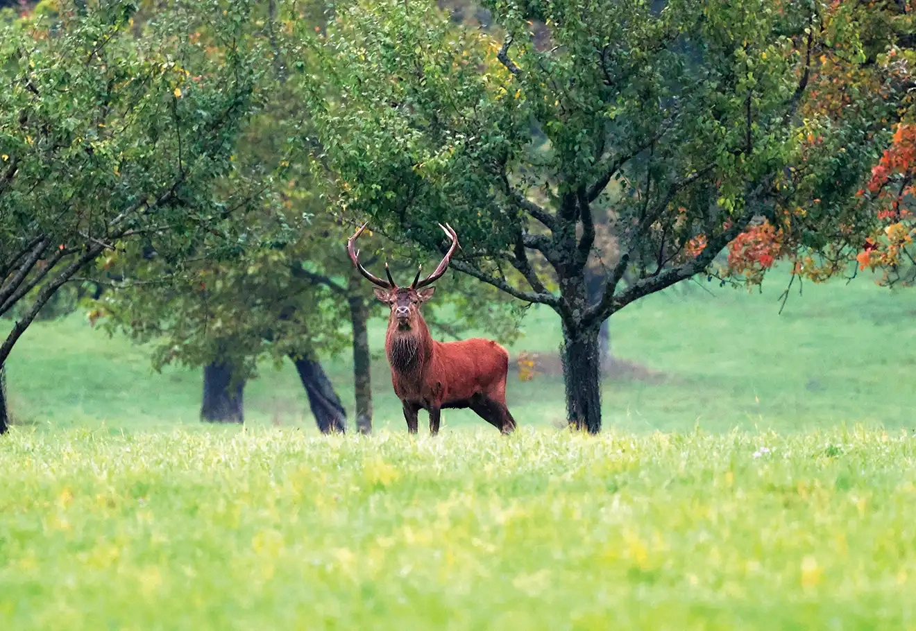 Stage photo brame du cerf : vivez l’intensité du spectacle sauvage