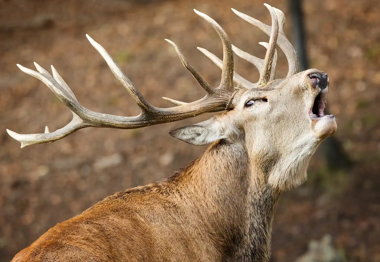 Sortie brame du cerf dans les Vosges du Nord