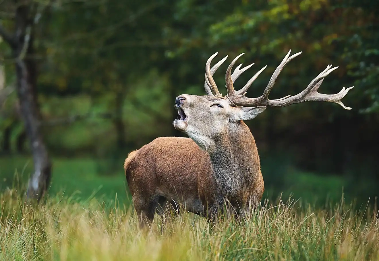 Écoutez le brame du cerf en Alsace Vosges du Nord : une expérience sauvage hors du temps