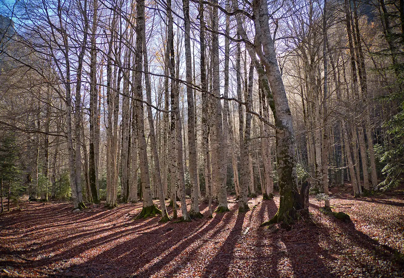 Séjour nature Bas-Rhin : une immersion sauvage au cœur des Vosges du Nord