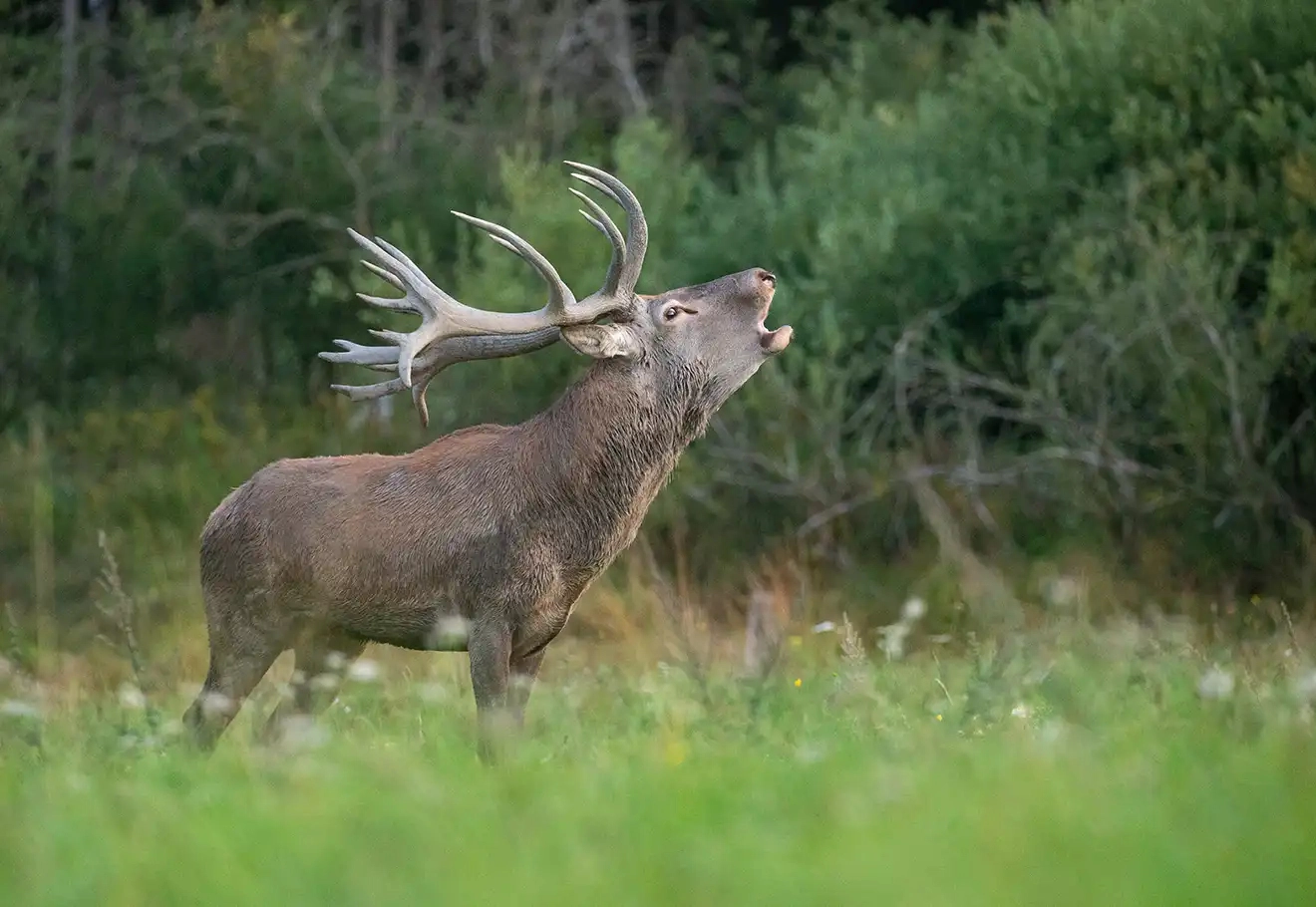 Sortie brame du cerf en Alsace - 2 jours d’immersion avec guide nature Sortie brame du cerf en Alsace - 2 jours d’immersion avec guide nature