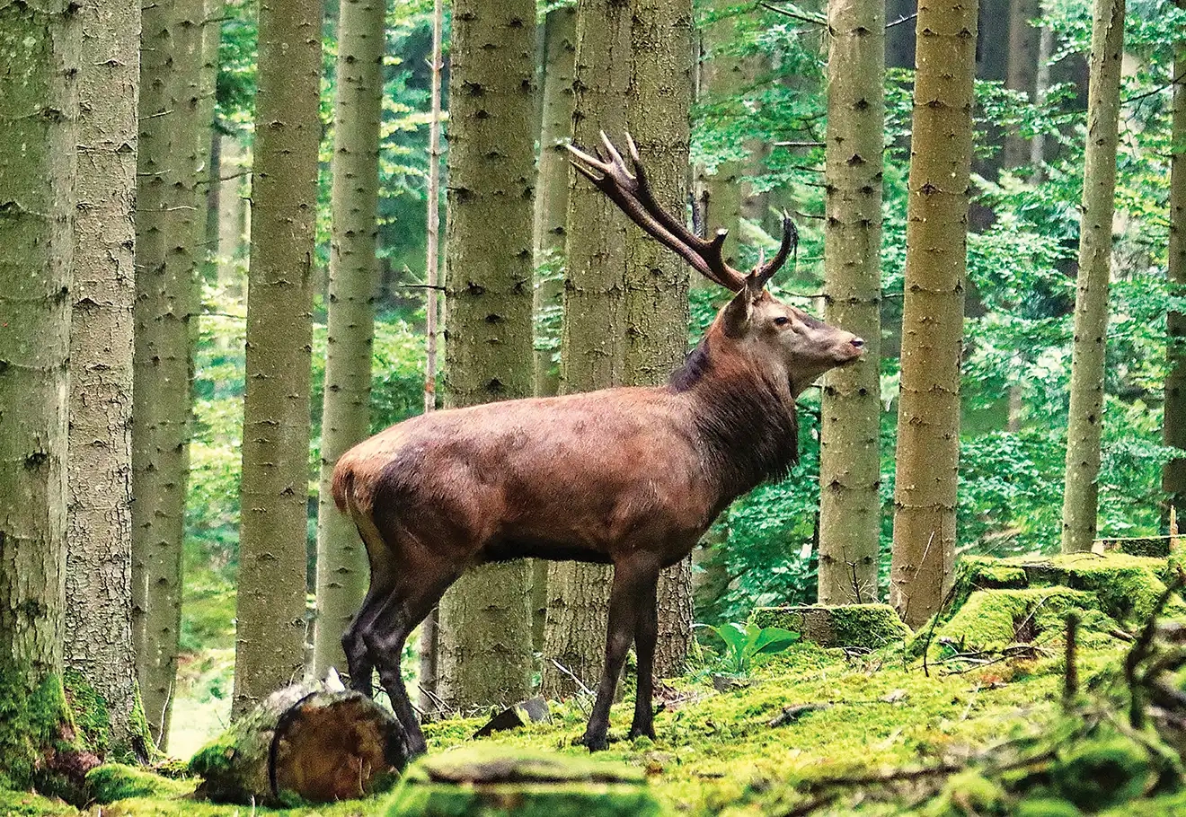 Photo de cerf : un tableau d’exception signé Richard FERNER