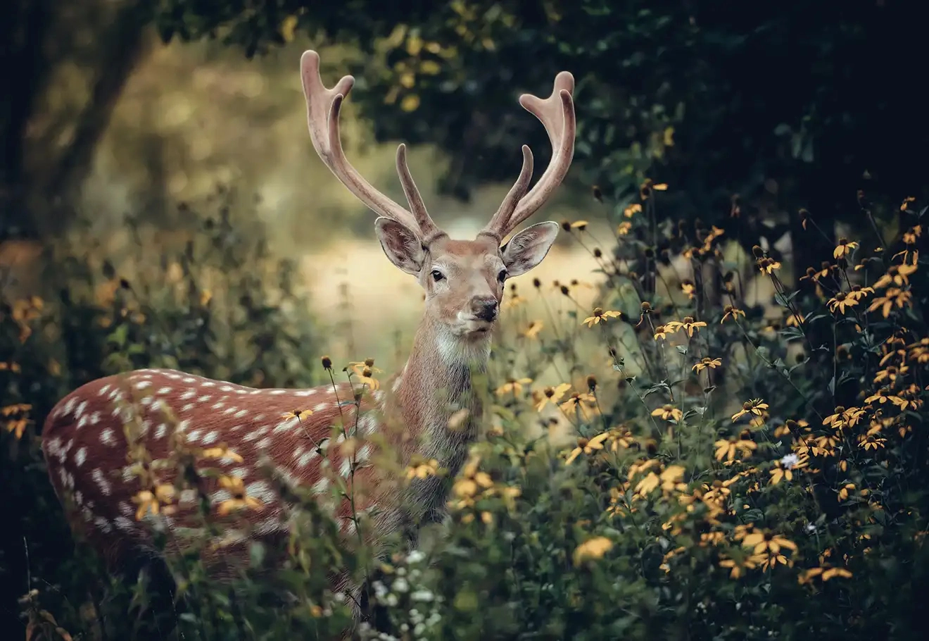 Découverte photo animalière : apprendre en pleine nature en Alsace Vosges