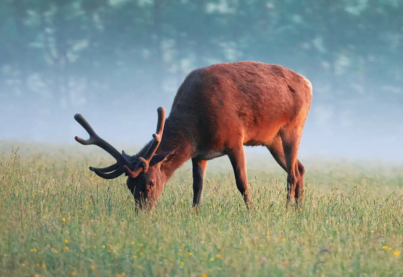 Photo de cerf