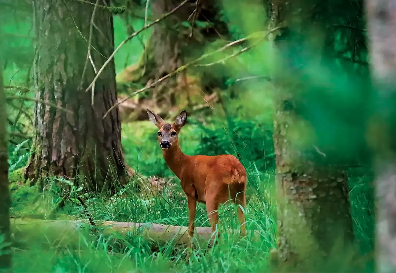 Dans les coulisses de la Photographie Animalière