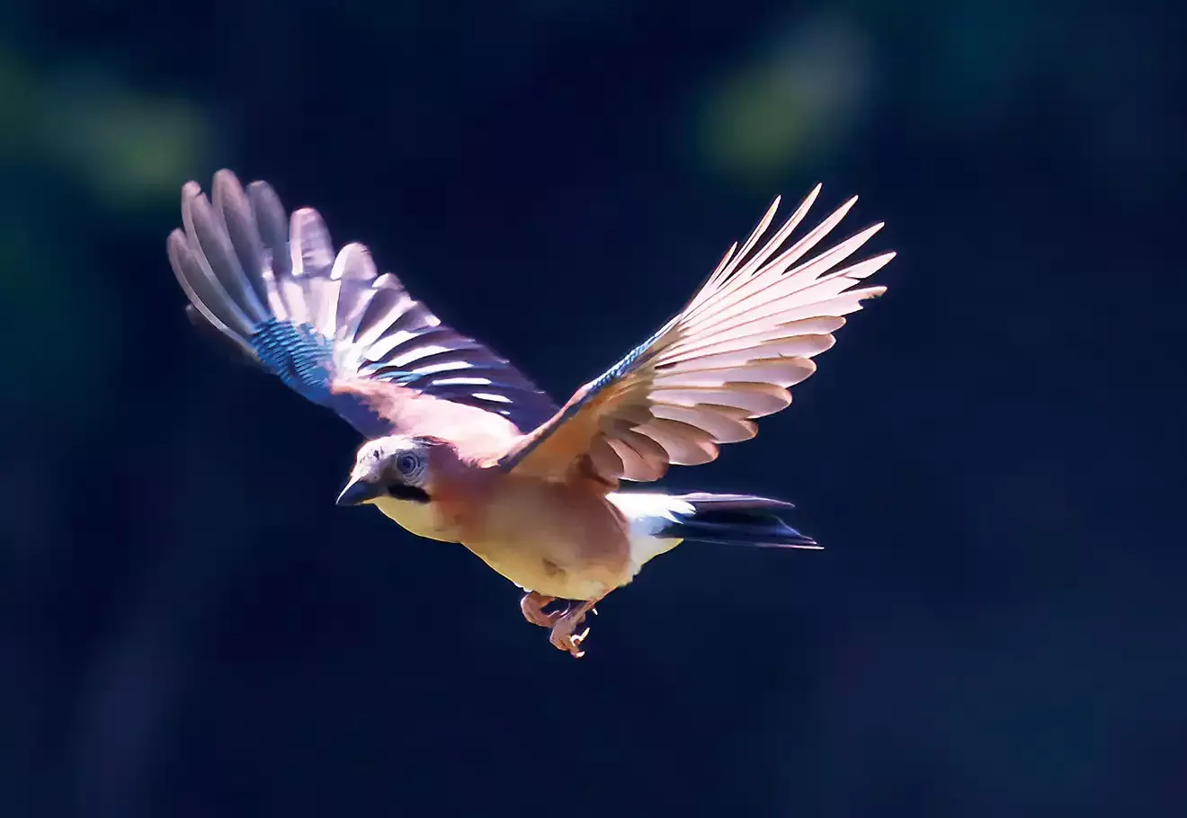 Photographier les Oiseaux en Plein Vol