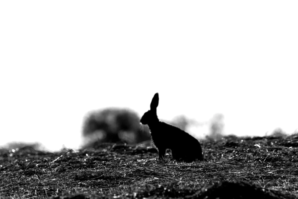 Wildhase