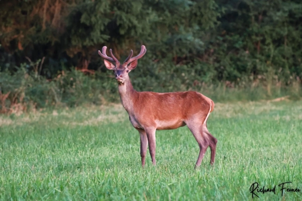 Junger Hirsch