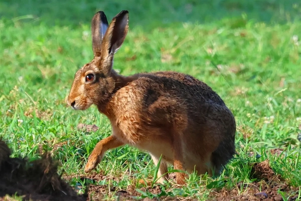 Wildhase