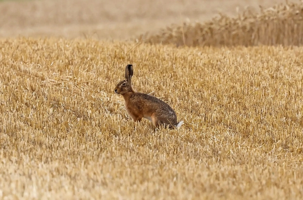 Wildhase