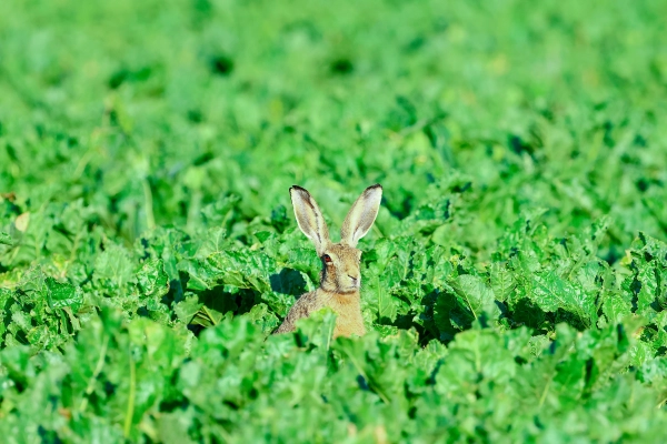 Wildhase