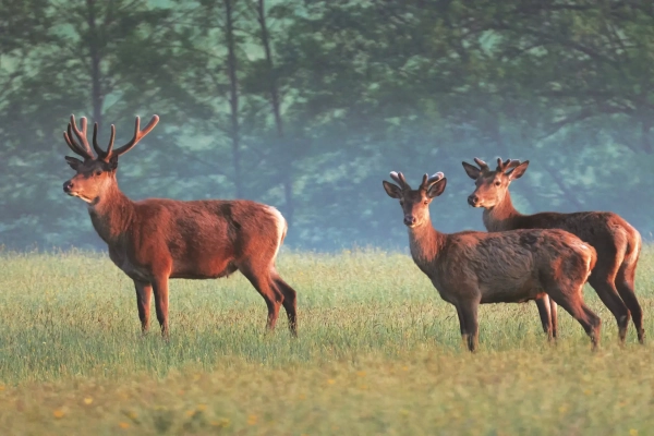 CERFS
