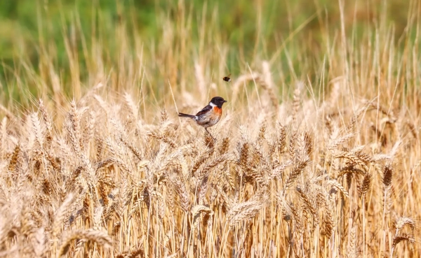 Photo d’un Tarier pâtre mâle, dans un champ de blé, sous l’œil d’un bourdon