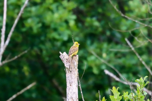 Photo d'un Bruant jaune mâle