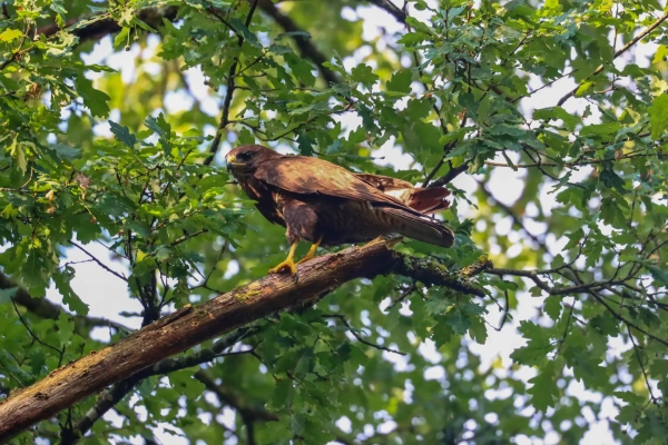 Buse variable 