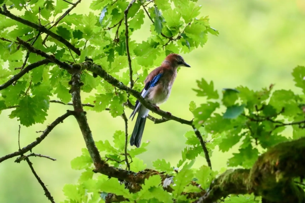 Photo Geai des chênes 