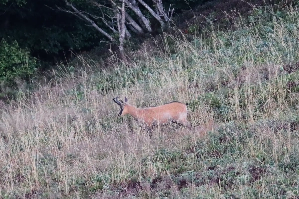 Chamois du massif des Vosges