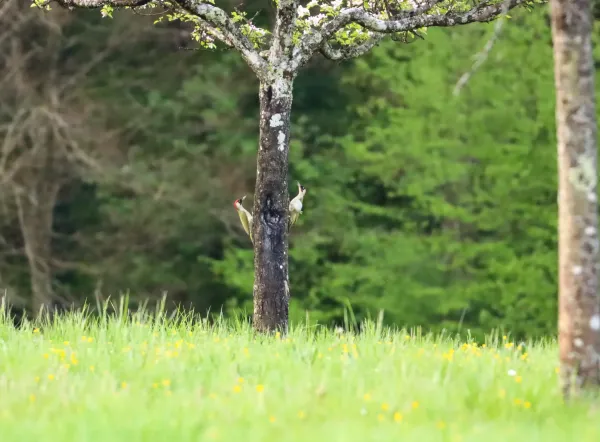 Foto Grünspecht-Pärchen